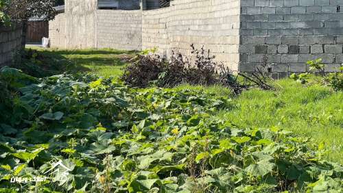 خرید 1000 متر زمین مسکونی در سرخرود خرید 1000 متر زمین مسکونی در سرخرود